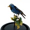 Antique blue dacnis in glass dome