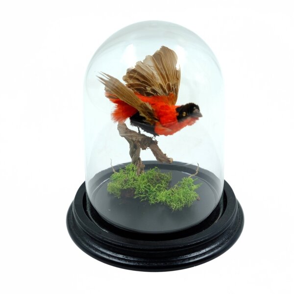 Antique red bishop in glass dome