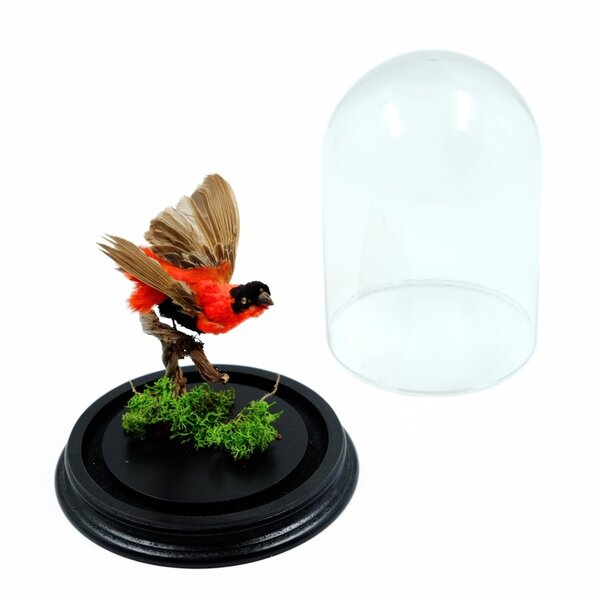 Antique red bishop in glass dome