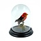 Antique crimson-hooded manakin in glass dome