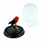 Antique crimson-hooded manakin in glass dome