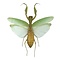 Gottesanbeterin mantodea sp.