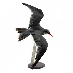 Präparierte Inkaseeschwalbe (fliegend)