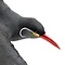 Mounted Inca tern (flying)