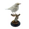 Mounted white song thrush