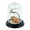 Hermit crab in glass dome