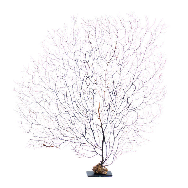 Meeresfächer auf Metallsockel (L)