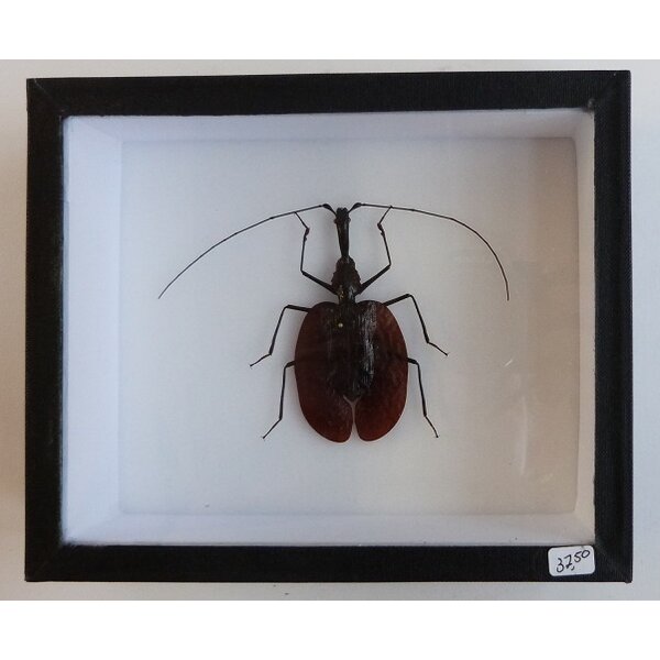 Mormolyce phyllodes - vioolkever