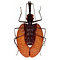 Mormolyce phyllodes - violin beetle dried/papered
