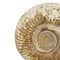 Ammonite  L