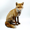 Mounted fox (sitting)