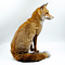 Mounted fox (sitting)