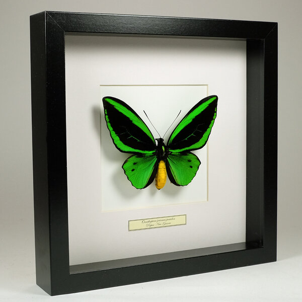 Ornithoptera Priamus Poseidon (Mann) in schwarzem Rahmen 25x25cm