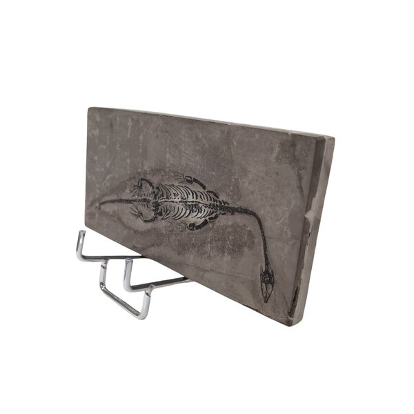 Keichousaurus (D) fossiel