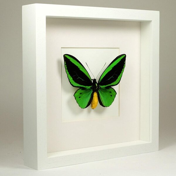 Opgezette Vlinder in Witte Lijst - Ornithoptera Priamus Poseidon