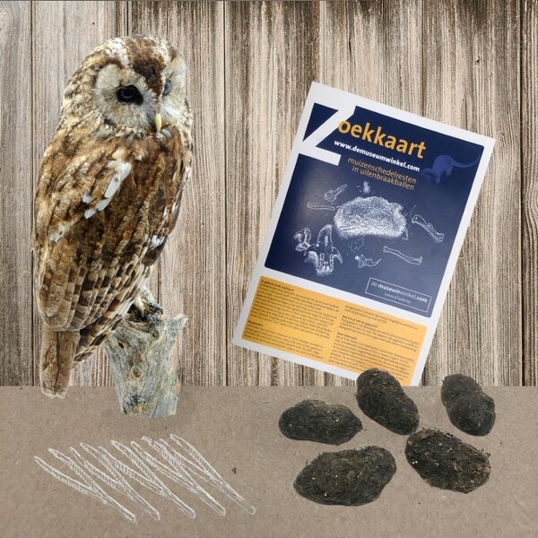 Dissection kit: 5 tawny owl pellets, 5 tweezers and determination sheet (Dutch)
