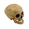 Human skull (child)