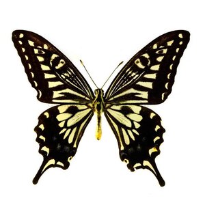 Papilio xuthus ongeprepareerd