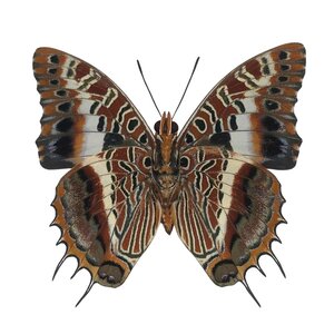 Charaxes andara - Rückseite