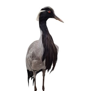 Mounted demoiselle crane (B)