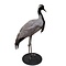 Mounted demoiselle crane (B)