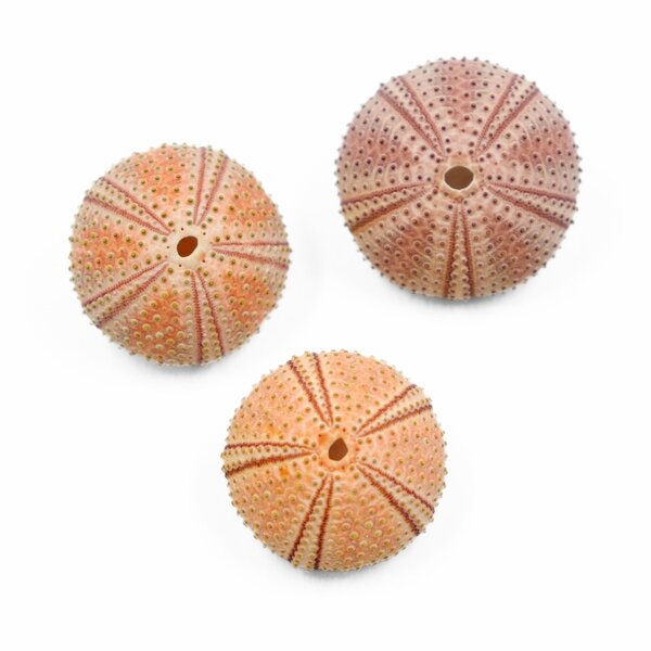 Seeigel rosa (S)