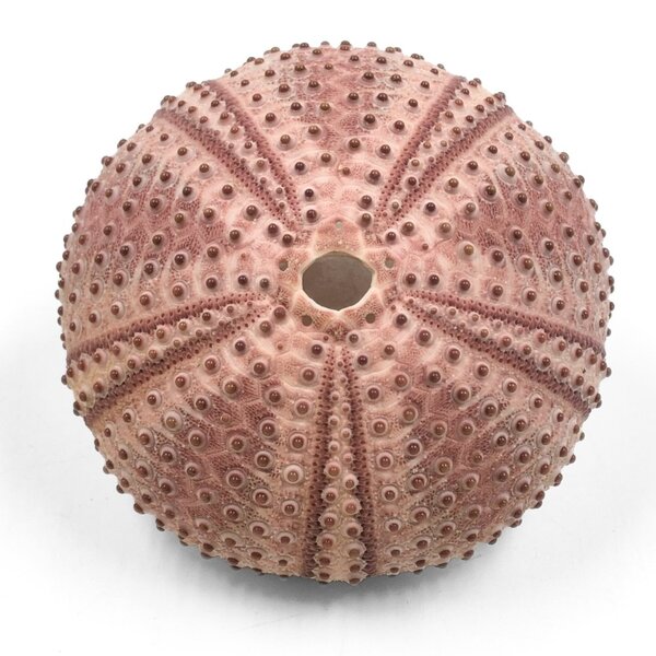 Sea Urchin pink (S)