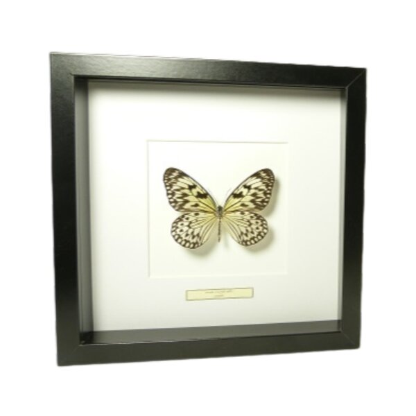 Weiße Baumnymphe in schwarzem Rahmen 25x25cm