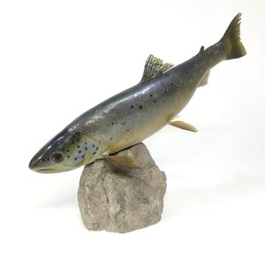 Mounted trout