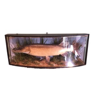 Mounted pike in glass case