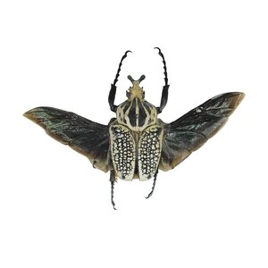 Goliathus orientalis (vrouw) - vliegend