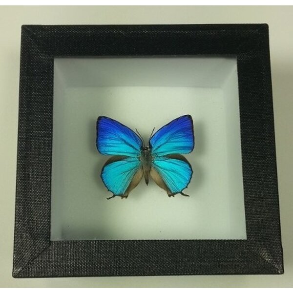 Arhopala araxes (male)