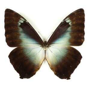 Morpho phanodemus