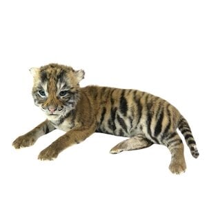 Opgezette baby tijger