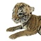 Präparierte Tiger (Baby)