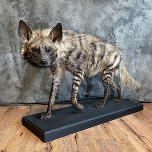 Mounted Striped Hyena