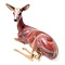 Anatomical model deer