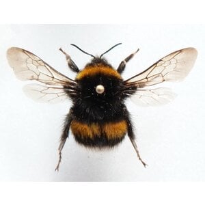 Bombus sp. - hommel