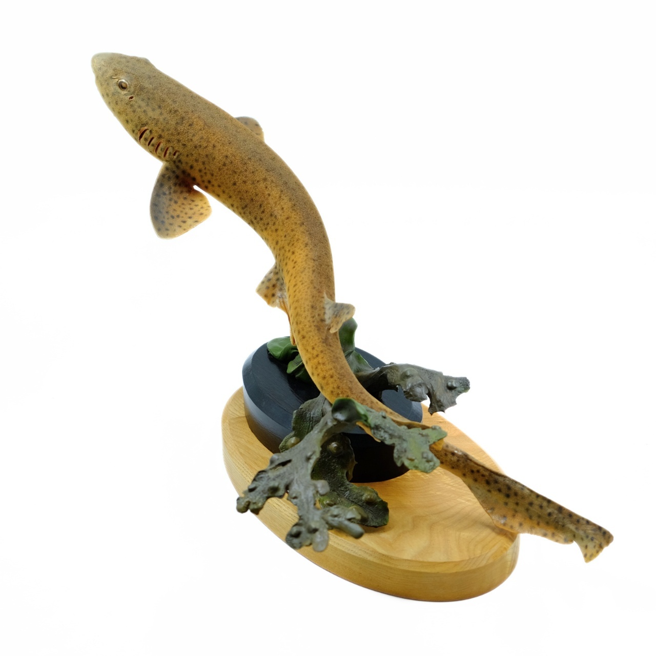 Mounten smallspotted catshark Taxidermie