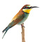 Mounted European bee-eater