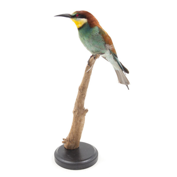 Mounted European bee-eater