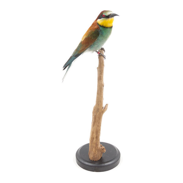 Mounted European bee-eater