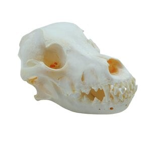 Dog skull (beagle)