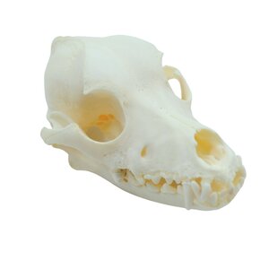 Dog skull (poodle)