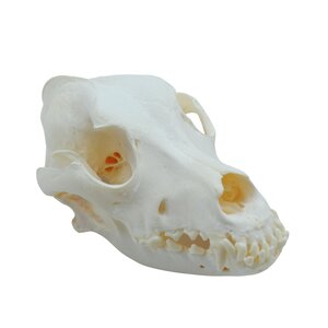 Dog skull (labrador)