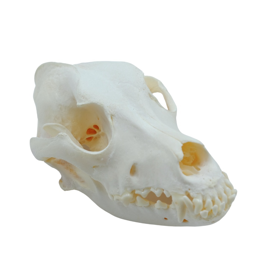 Dog skull labrador Taxidermy DeMuseumwinkel