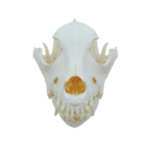 Dog skull labrador Taxidermy DeMuseumwinkel