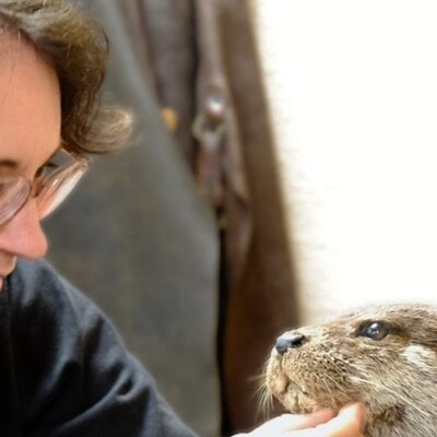 Dutch Champion Taxidermy 2024