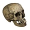 Human skull (B)