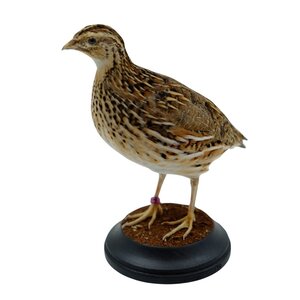 Mounted european quail